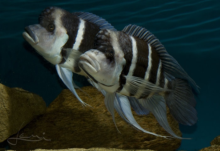 Cyphotilapia gibberosa 'Kitumba'